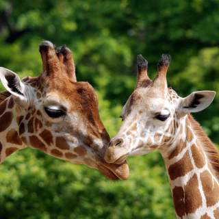 Sortie au zoo de Montpellier des MS