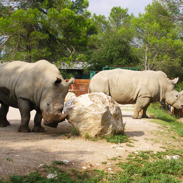 Sortie au zoo de Montpellier des MS